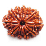 Load image into Gallery viewer, Eleven Mukhi Nepali Rudraksha (12000)
