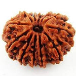Load image into Gallery viewer, Twelve Mukhi Nepali Rudraksh (18000