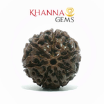 Load image into Gallery viewer, 7 MUKHI NEPALI RUDRAKSHA