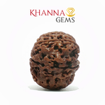 Load image into Gallery viewer, 7 MUKHI NEPALI RUDRAKSHA (PREMIUM)