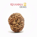 Load image into Gallery viewer, 12 MUKHI NEPALI RUDRAKSHA