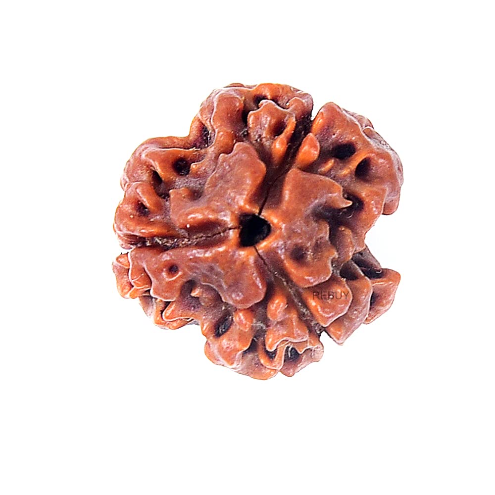 Three Mukhi Nepali Rudraksha