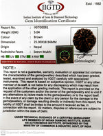 Load image into Gallery viewer, 7 MUKHI NEPALI RUDRAKSHA (PREMIUM)