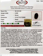 Load image into Gallery viewer, 0.900 Gram Natural Two Mukhi Rudraksha with Govt. Lab Certificate-KG615130