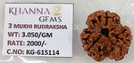 Load image into Gallery viewer, 3.050 Gram Natural Three Mukhi Rudraksha with Govt. Lab Certificate-KG615114