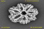 Load image into Gallery viewer, 7 MUKHI NEPALI RUDRAKSHA (PREMIUM)