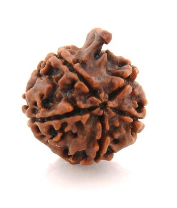 Nepali Ganesh Rudraksha-(751)