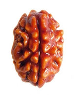 Load image into Gallery viewer, Two Mukhi Nepali Rudraksha with Silver (2530)