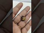 Load and play video in Gallery viewer, 11.25/CT Tiger Eye with Govt. Lab Certificate-TGR00056