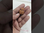 Load and play video in Gallery viewer, 3.580 Gram Natural Garbh Gauri Rudraksha with Govt. Lab Certificate-KG61514