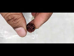 Load and play video in Gallery viewer, 0.910 Gram Natural Two Mukhi Rudraksha with Govt. Lab Certificate-KG615128
