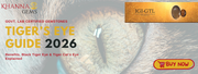 Tiger’s Eye: The Ultimate Guide to Black Tiger Eye & Tiger Cat’s Eye (2026)