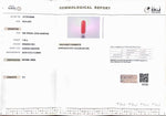 Load image into Gallery viewer, 7.48/Carat Natural Cylindrical Red Coral (1800)
