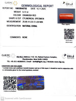 Load image into Gallery viewer, 6.72/CT Natural Red Coral With Govt. Lab Certificate-10833D43732