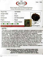 Load image into Gallery viewer, 11 MUKHI NEPALI RUDRAKSHA