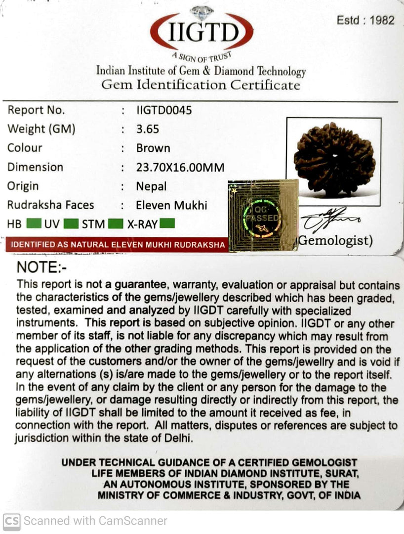 11 MUKHI NEPALI RUDRAKSHA