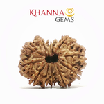 Load image into Gallery viewer, 12 MUKHI NEPALI RUDRAKSHA