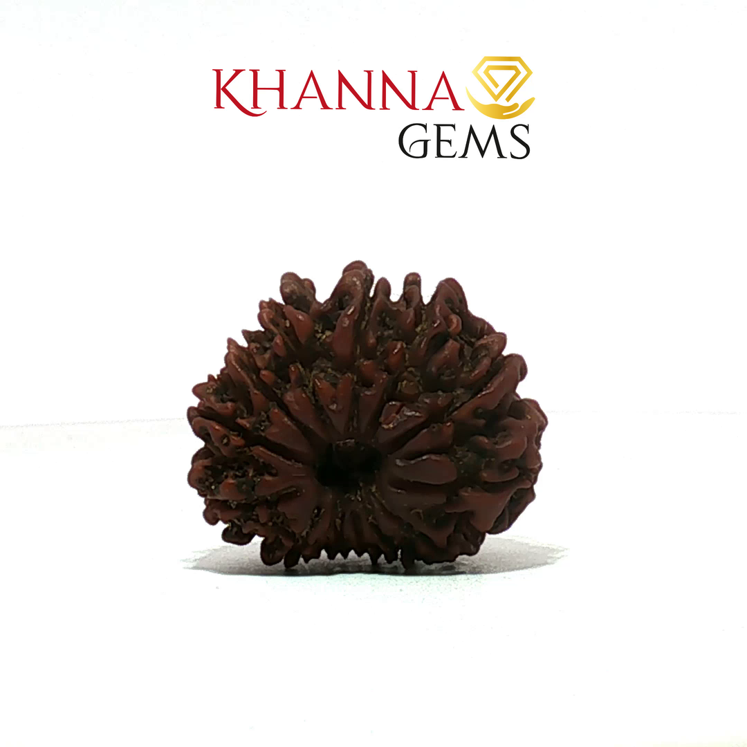 13 MUKHI NEPALI RUDRAKSHA