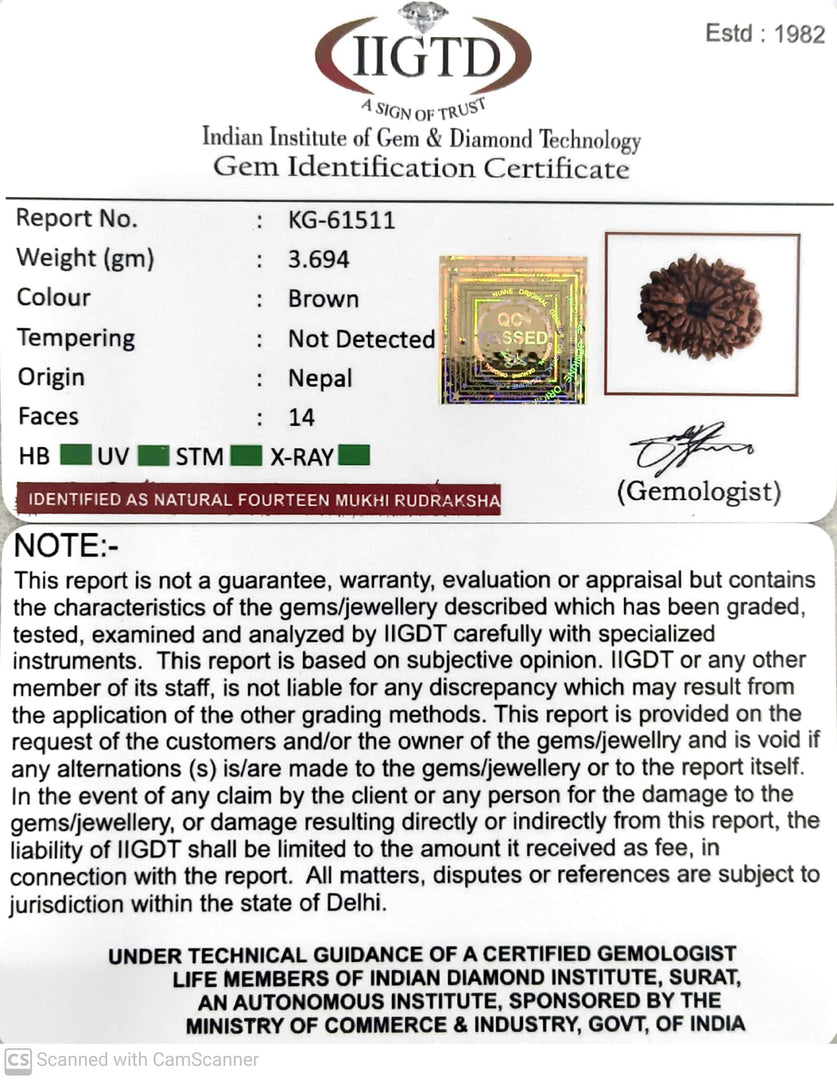 3.690 Gram Natural 14 Mukhi Rudraksha with Govt. Lab Certificate-KG61511