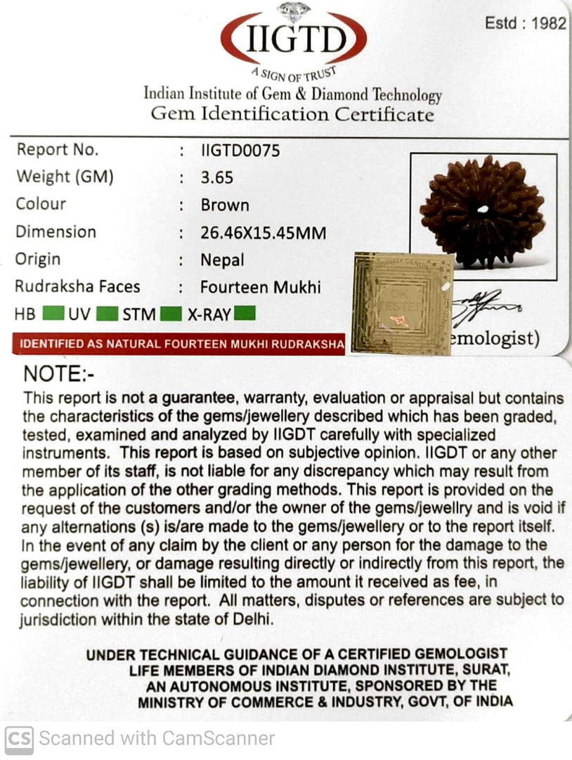 14 MUKHI NEPALI RUDRAKSHA