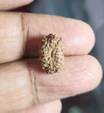 Load image into Gallery viewer, Fourteen Mukhi Indonesian Rudraksha (9500)
