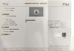 Load image into Gallery viewer, 4.21/CT Natural South Sea Pearl With Lab Certificate-16311S207007