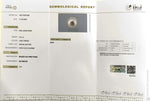 Load image into Gallery viewer, 5.21/CT Natural South Sea Pearl With Lab Certificate-16311S207008