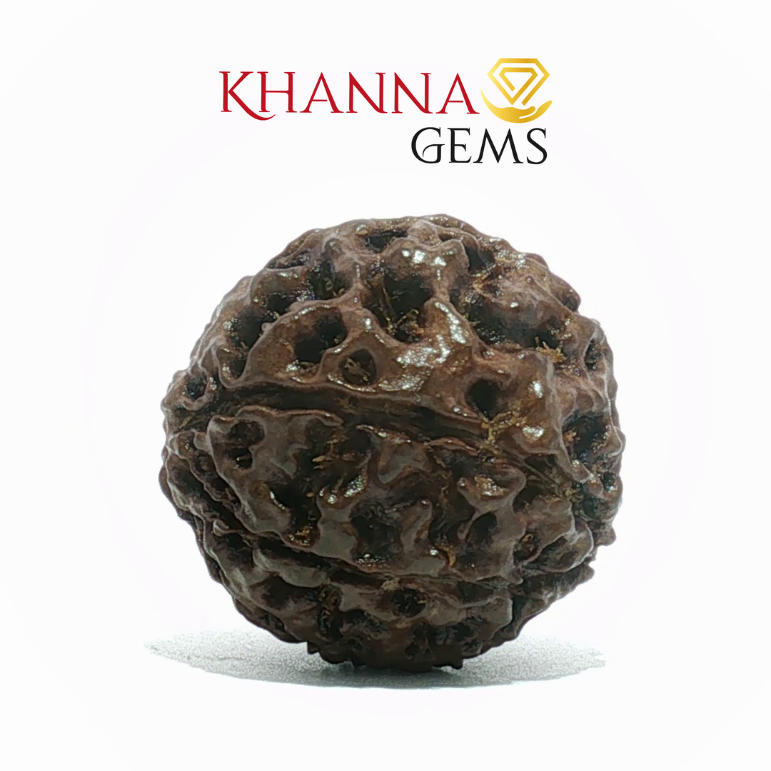 7 MUKHI NEPALI RUDRAKSHA