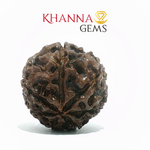 Load image into Gallery viewer, 7 MUKHI NEPALI RUDRAKSHA