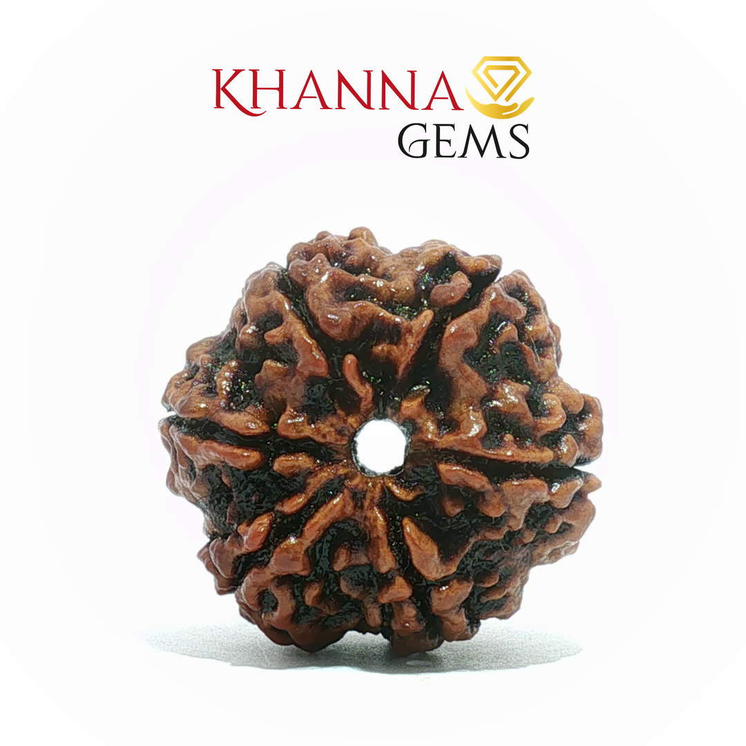 6 MUKHI NEPALI RUDRAKSHA (BIG BEADS)