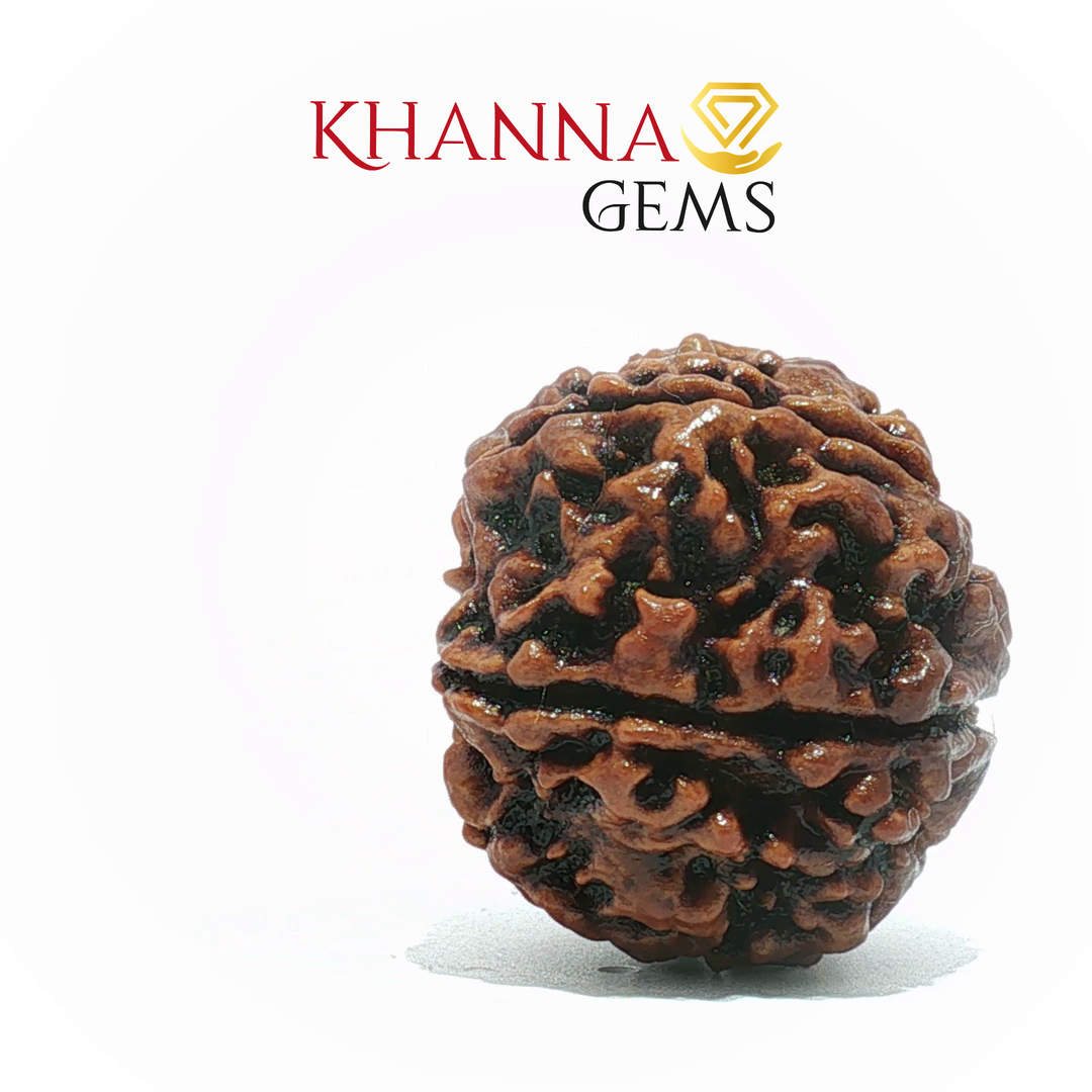 6 MUKHI NEPALI RUDRAKSHA (BIG BEADS)