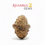 Load image into Gallery viewer, NATURAL 2 MUKHI NEPALI RUDRAKSHA