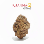 Load image into Gallery viewer, NATURAL 2 MUKHI NEPALI RUDRAKSHA