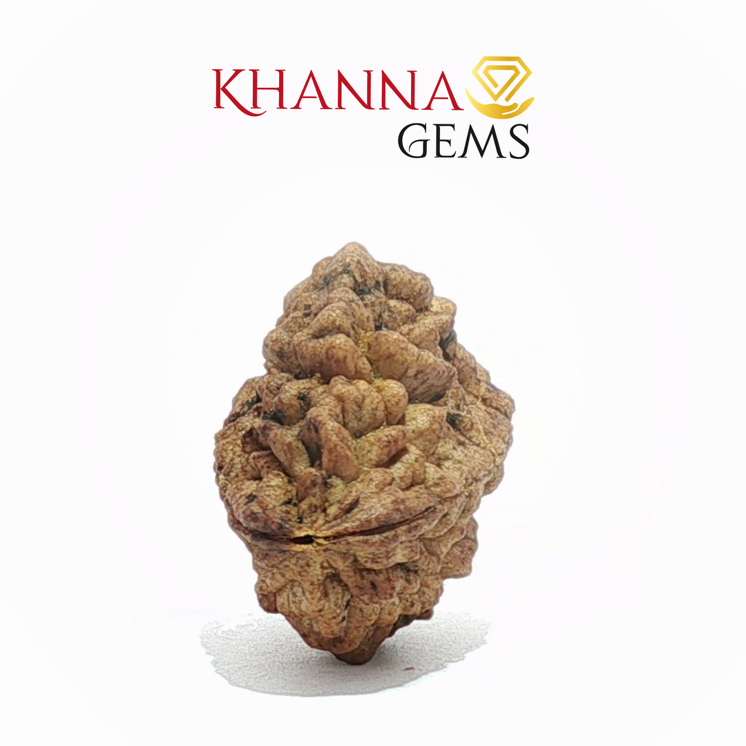 NATURAL 2 MUKHI NEPALI RUDRAKSHA