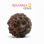 Load image into Gallery viewer, 4 MUKHI NEPALI RUDRAKSHA