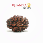Load image into Gallery viewer, 2 MUKHI NEPALI RUDRAKSHA (PREMIUM)