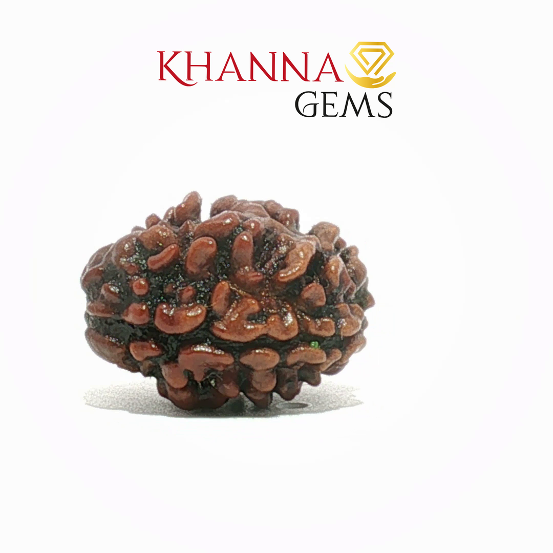 2 MUKHI NEPALI RUDRAKSHA (PREMIUM)