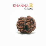 Load image into Gallery viewer, 2 MUKHI NEPALI RUDRAKSHA (PREMIUM)