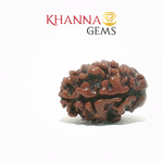 Load image into Gallery viewer, 2 MUKHI NEPALI RUDRAKSHA (PREMIUM)