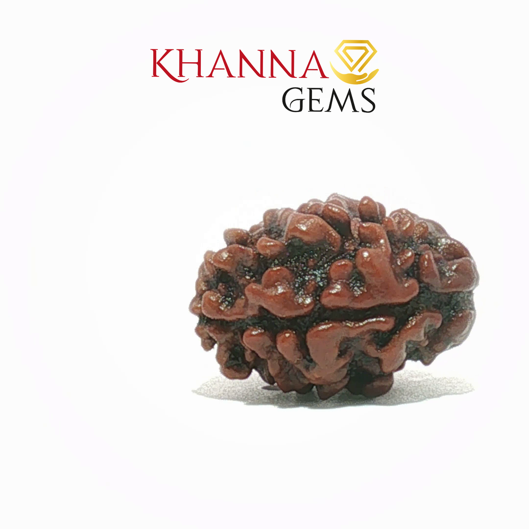 2 MUKHI NEPALI RUDRAKSHA (PREMIUM)