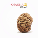 Load image into Gallery viewer, 12 MUKHI NEPALI RUDRAKSHA
