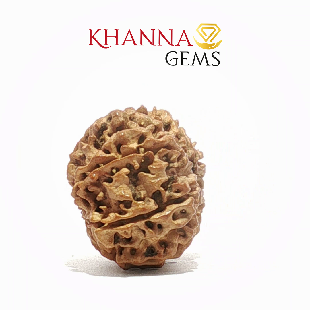 12 MUKHI NEPALI RUDRAKSHA