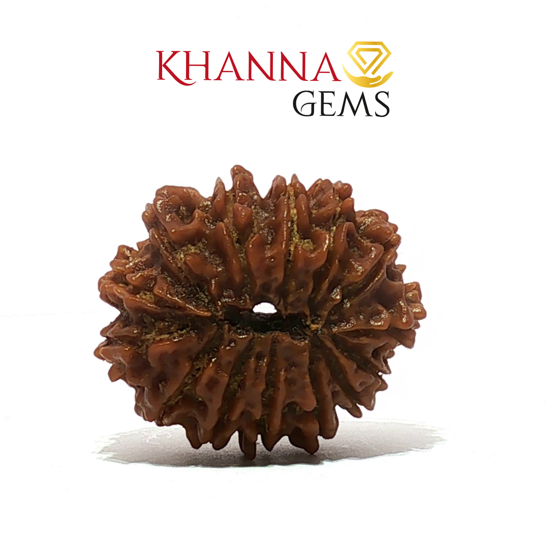 14 MUKHI NEPALI RUDRAKSHA