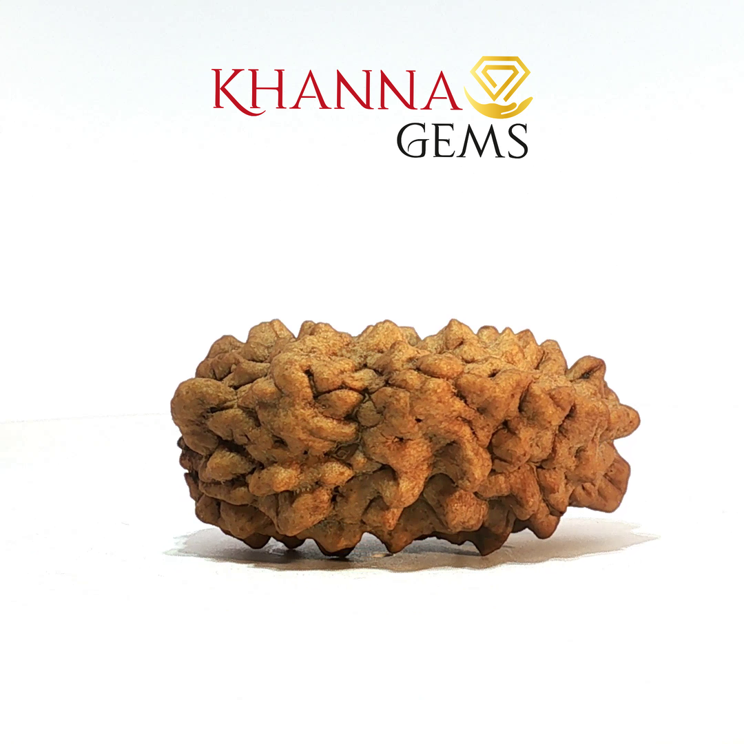 1 MUKHI RAMESHWARAM RUDRAKSHA