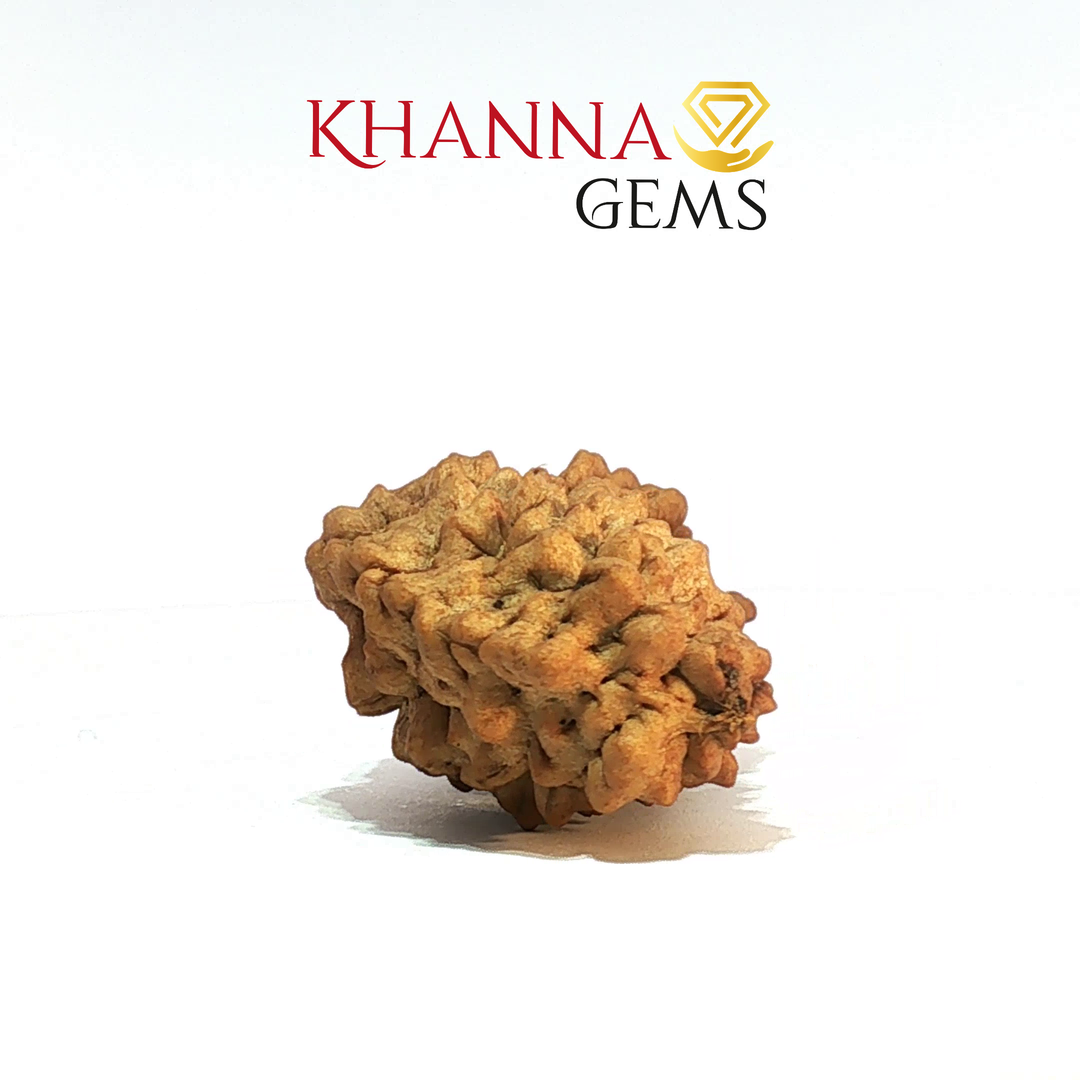 1 MUKHI RAMESHWARAM RUDRAKSHA