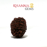 Load image into Gallery viewer, 13 MUKHI NEPALI RUDRAKSHA