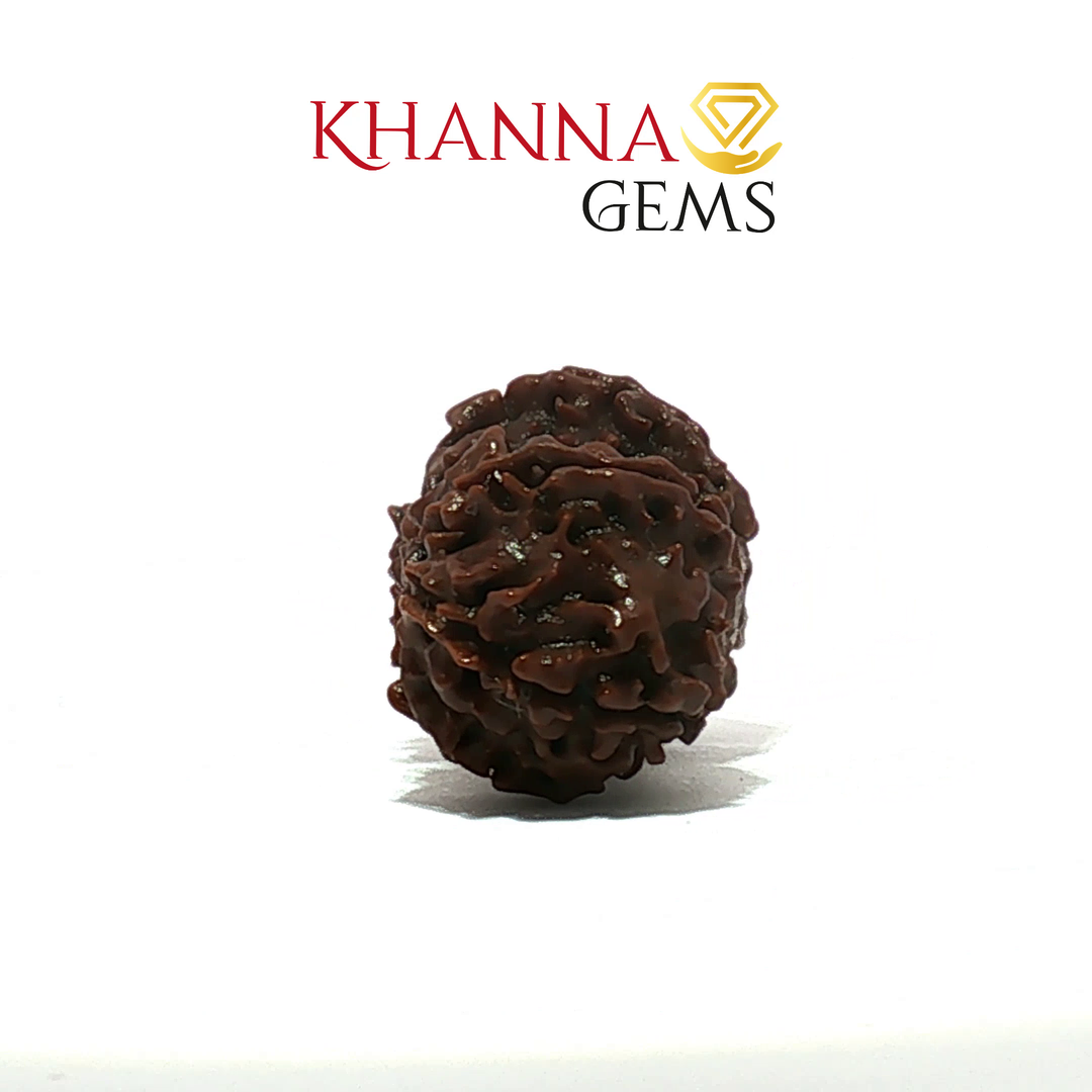 GAURI SHANKAR  RUDRAKSHA