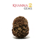 Load image into Gallery viewer, 11 MUKHI NEPALI RUDRAKSHA