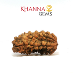 Load image into Gallery viewer, 1 MUKHI RAMESHWARAM RUDRAKSHA