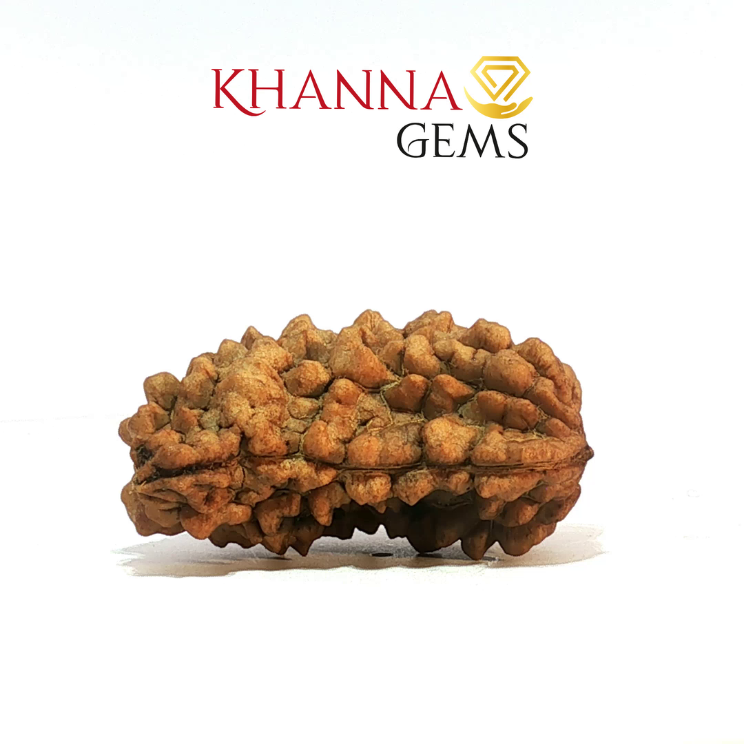 1 MUKHI RAMESHWARAM RUDRAKSHA